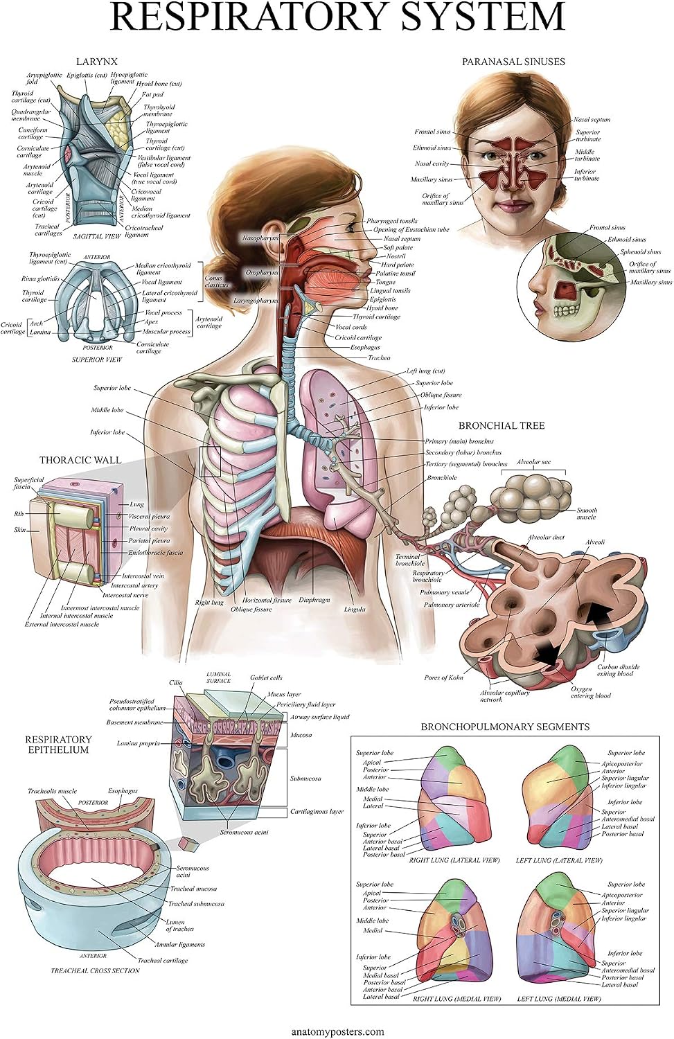 16 Pack - Anatomical Posters - Laminated - Muscular, Skeletal, Digestive, Respiratory, Circulatory, Endocrine, Lymphatic, Male & Female, Nervous, Spinal Nerves, Anatomy Charts - 18" x 24"
